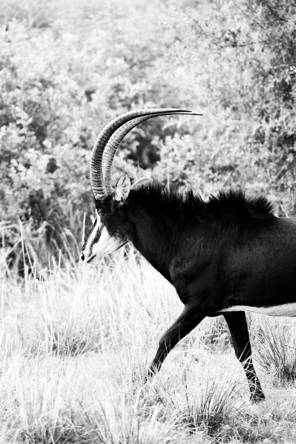 Letamo At Qwabi Private Game Reserve By Newmark Bela-Bela Dış mekan fotoğraf