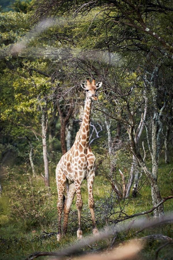 Letamo At Qwabi Private Game Reserve By Newmark Bela-Bela Dış mekan fotoğraf
